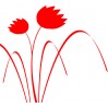 Tulipán