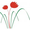 Tulipán